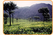 Ooty Tour Packages,Bangalore Travel Packages,Ooty Honeymoon Packages,Bangalore Vacation Packages